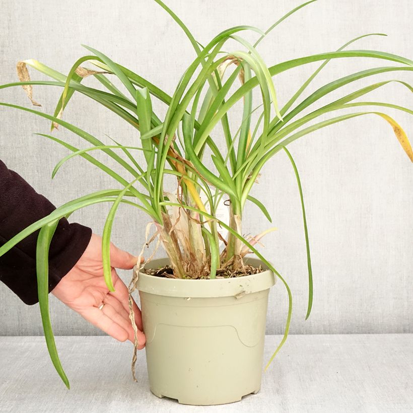 Agapanto Poppin’ Purple Maceta 3L/4L Ejemplar entregado en la primavera