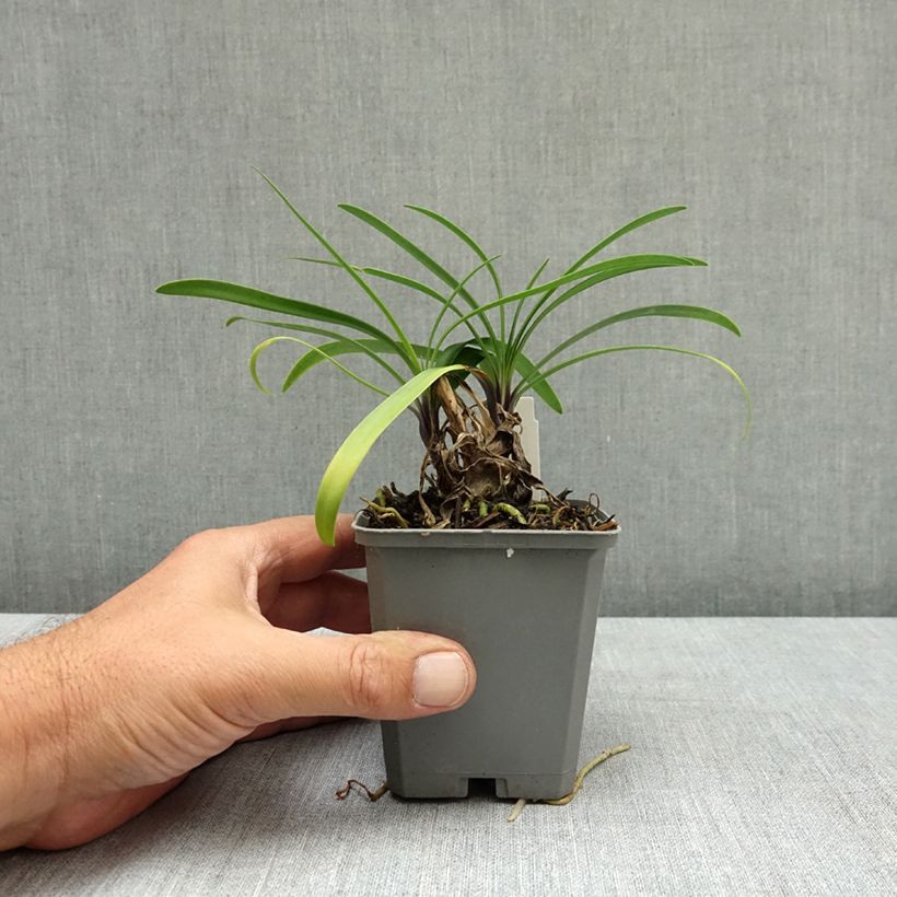 Ejemplar de Agapanto Poppin’ Star Maceta de 8/9 cm entregado en verano