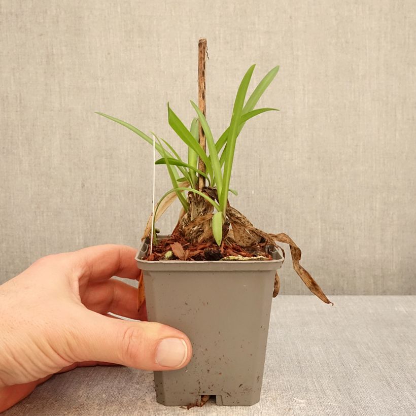 Agapanto Poppin’ Star Maceta de 8/9 cm Ejemplar entregado en invierno