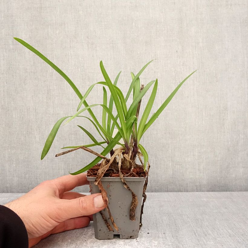 Agapanto Poppin’ Star Maceta de 8/9 cm Ejemplar entregado en la primavera