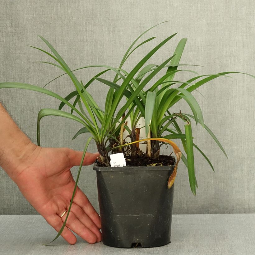 Ejemplar de Agapanto Poppin’ Star Maceta 2L/3L entregado en verano