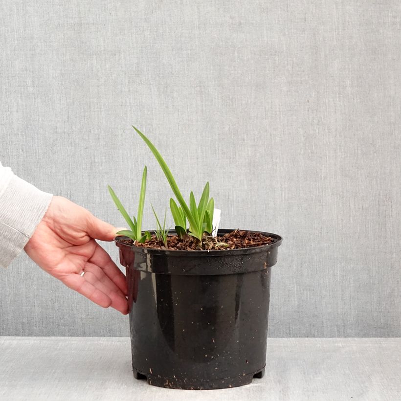 Agapanto inapertus subsp. intermedius Maceta 4L/5L Ejemplar entregado en invierno