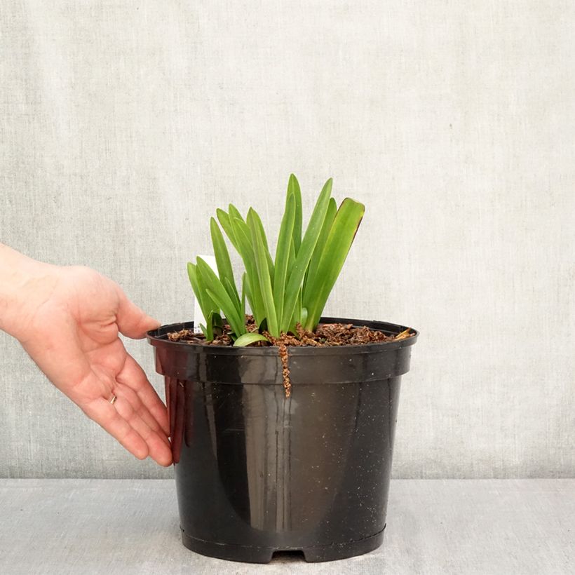 Agapanto inapertus subsp. intermedius Maceta 4L/5L Ejemplar entregado en la primavera