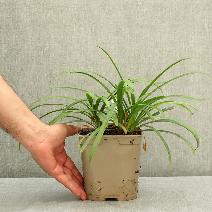 Ejemplar de Agapanto Midnight Sky Maceta 2L/3L entregado en verano