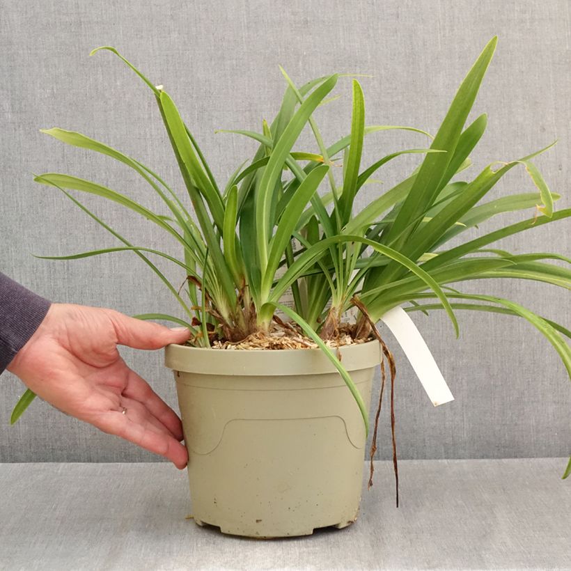 Ejemplar de Agapanthe Midnight Sky - Lirio africano Maceta 3L/4L entregado en otoño