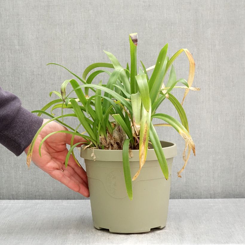 Agapanthe Midnight Sky - Lirio africano Maceta 3L/4L Ejemplar entregado en la primavera