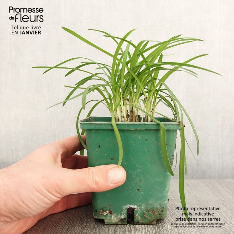 Agapanto Peter Pan Maceta 1L/1,5L Ejemplar entregado en invierno