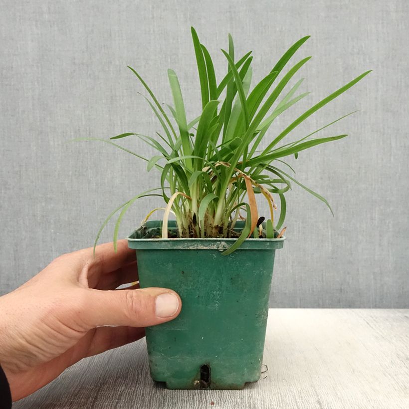 Agapanto Peter Pan Maceta 1L/1,5L Ejemplar entregado en la primavera