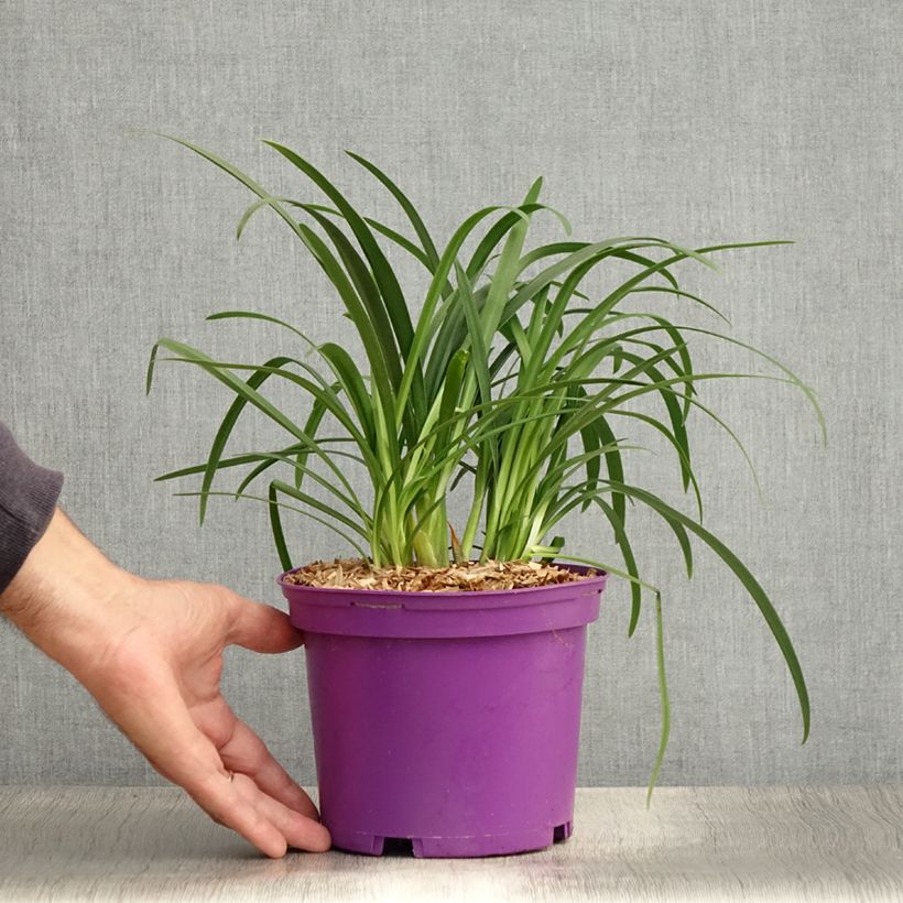 Ejemplar de Agapanto Pitchoune Violet Maceta 3L/4L entregado en verano