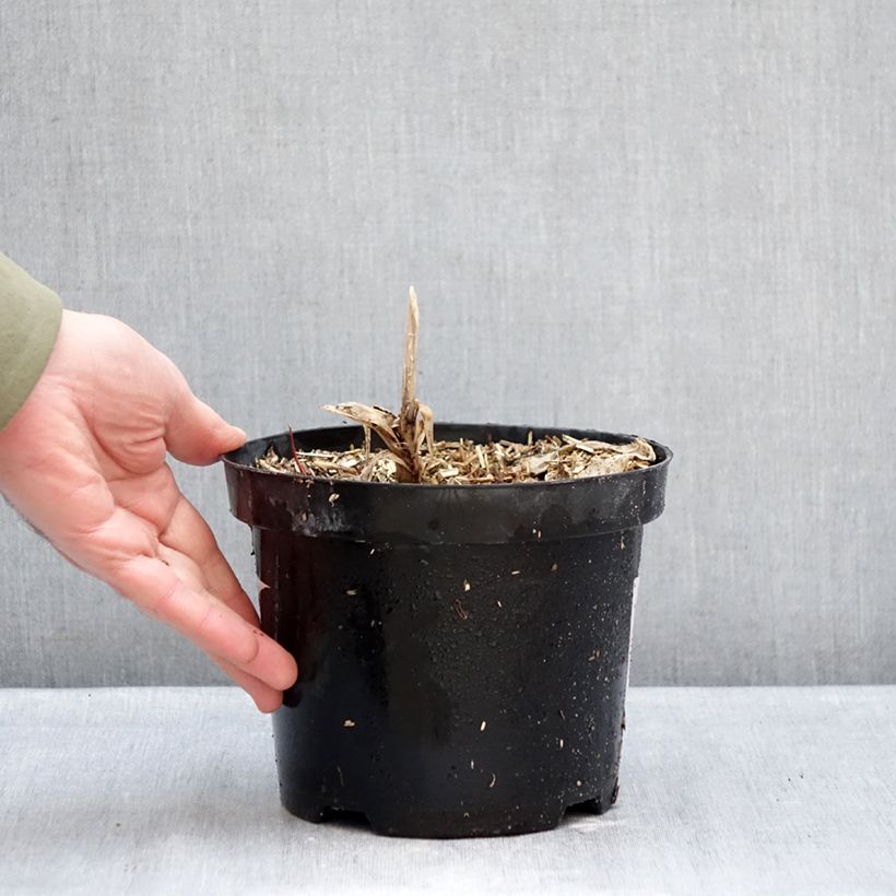 Agapanto Polar Ice Maceta 2L/3L Ejemplar entregado en invierno