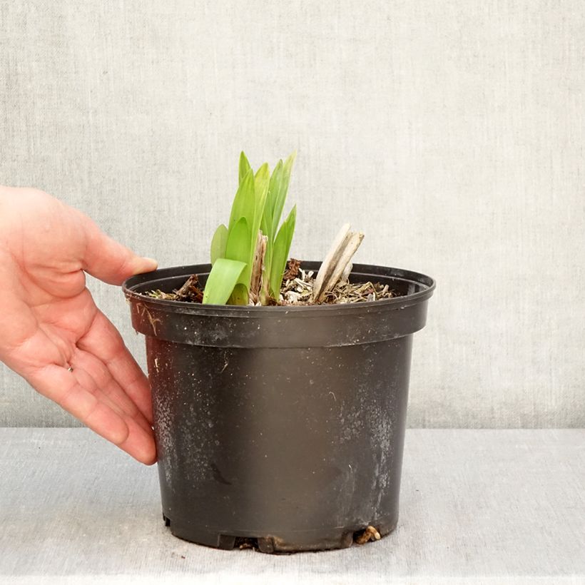 Agapanto Polar Ice Maceta 2L/3L Ejemplar entregado en la primavera