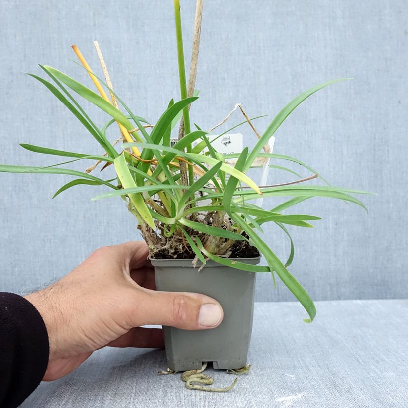 Ejemplar de Agapanto Sofie Maceta de 8/9 cm entregado en otoño