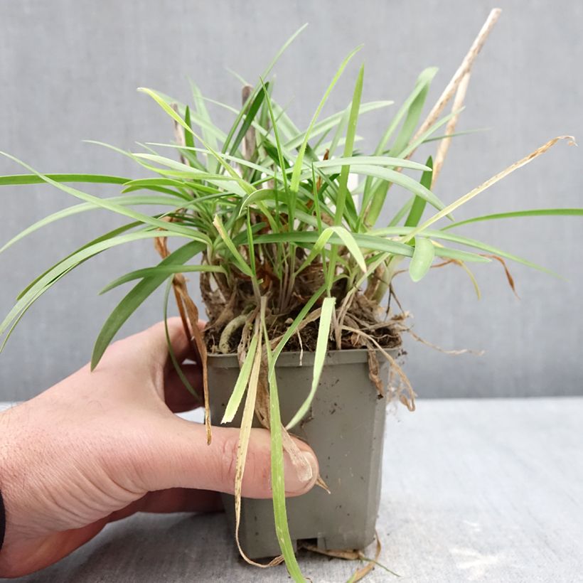 Agapanto Sofie Maceta de 8/9 cm Ejemplar entregado en invierno