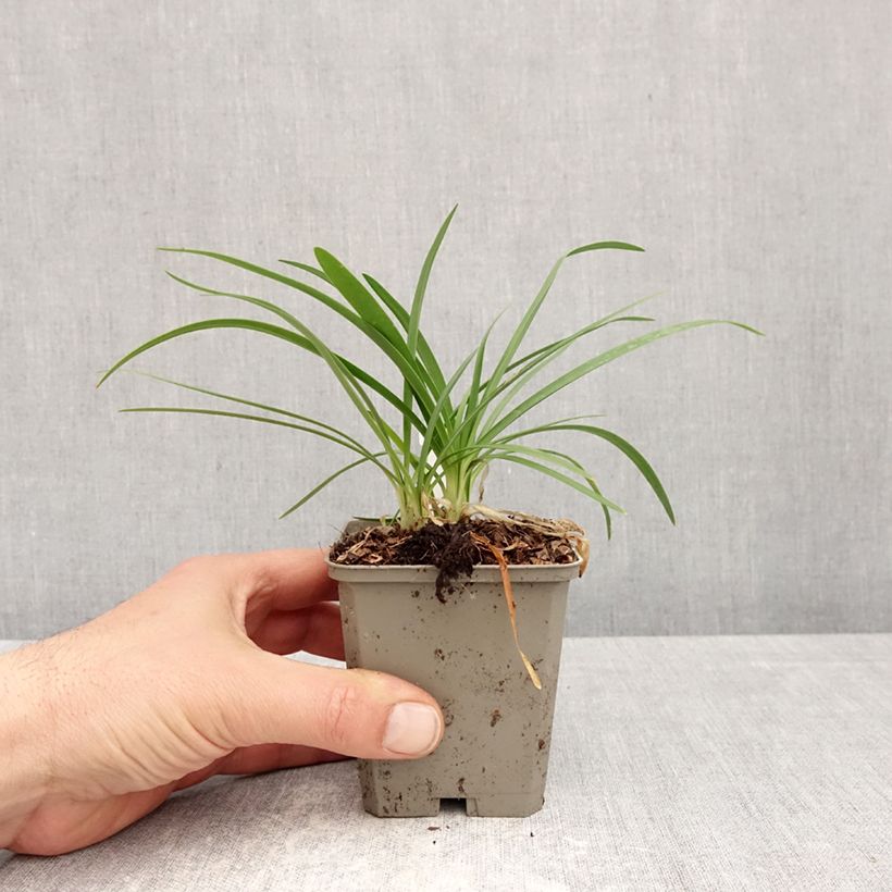 Agapanto Sofie Maceta de 8/9 cm Ejemplar entregado en la primavera