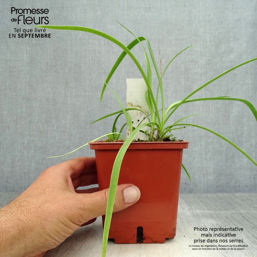 Ejemplar de Agapanto Purple Cloud Maceta 1L/1,5L entregado en otoño