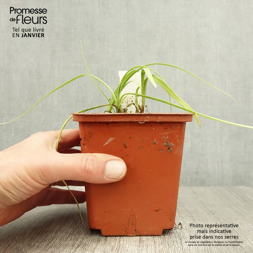 Agapanto Purple Cloud Maceta 1L/1,5L Ejemplar entregado en invierno