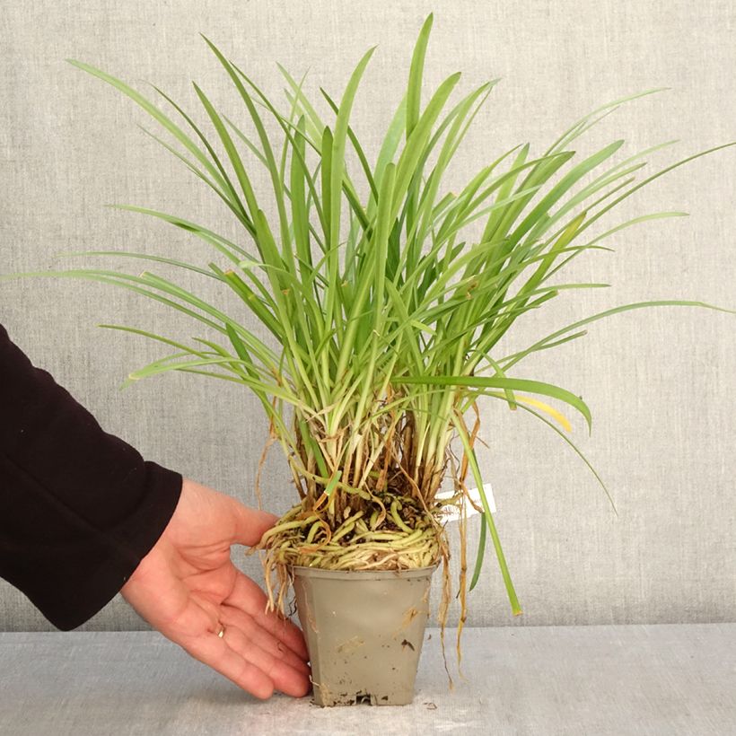 Agapanto Silver Baby Maceta de 8/9 cm Ejemplar entregado en la primavera