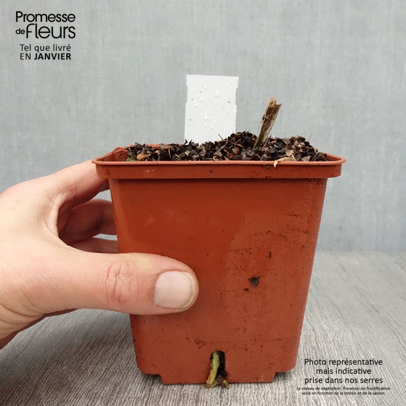 Agapanto Stars and Stripes Maceta 1L/1,5L Ejemplar entregado en invierno