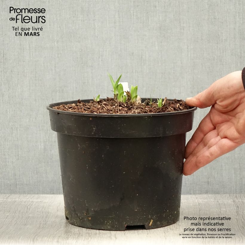 Agapanto Sunfield Maceta 2L/3L Ejemplar entregado en la primavera