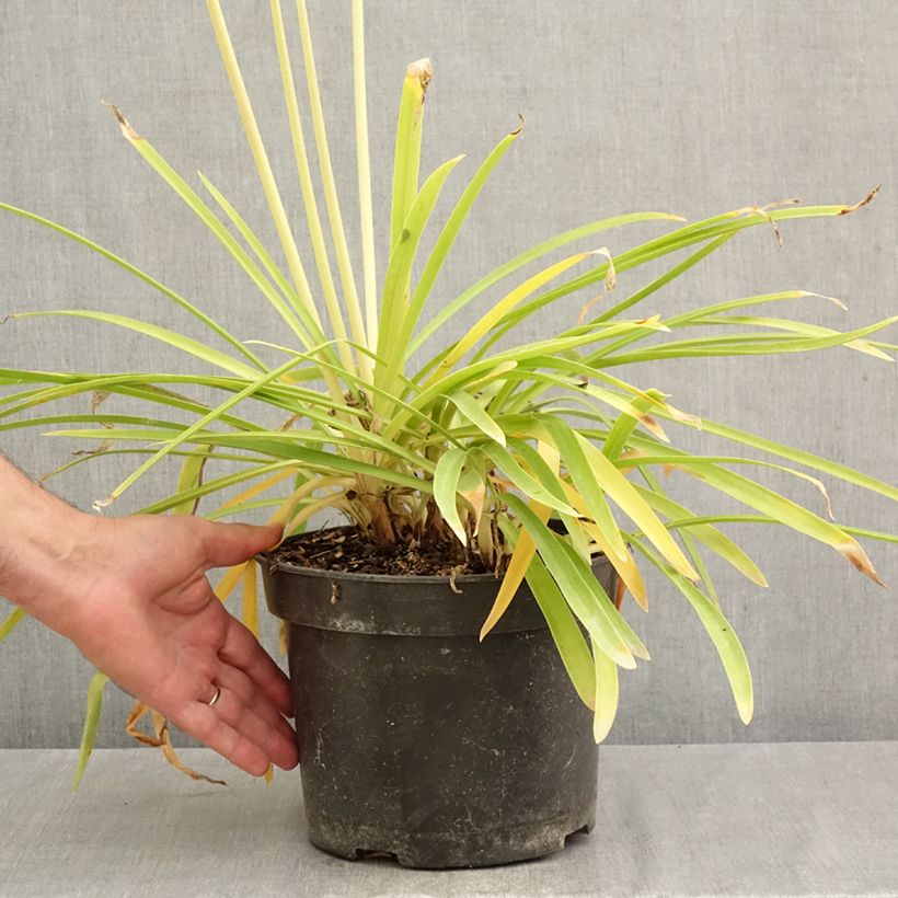 Ejemplar de Agapanto Sunfield Maceta 4L/5L entregado en otoño