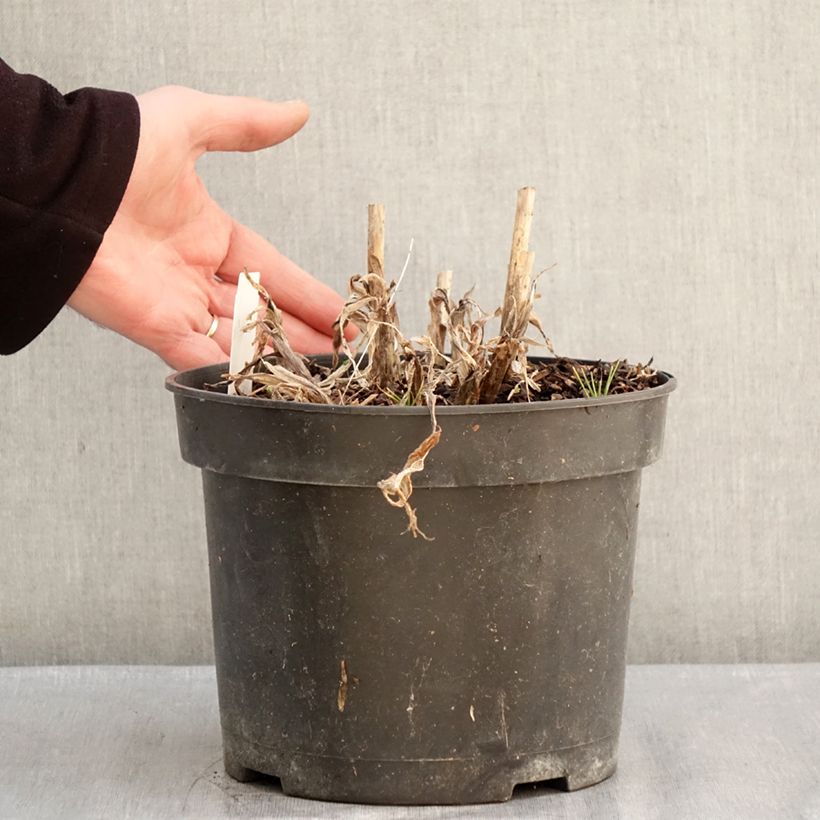 Agapanto Sunfield Maceta 4L/5L Ejemplar entregado en invierno