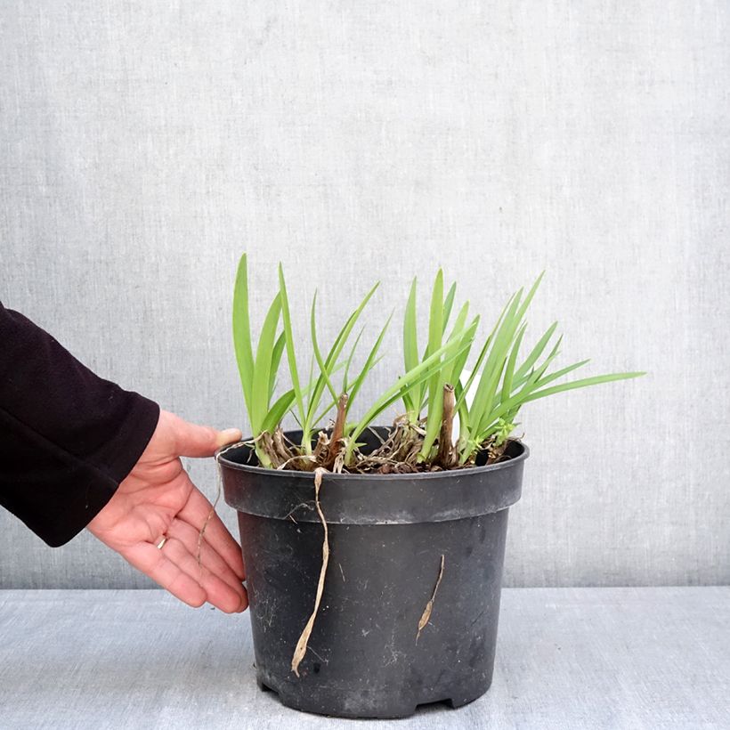 Agapanto Sunfield Maceta 4L/5L Ejemplar entregado en la primavera