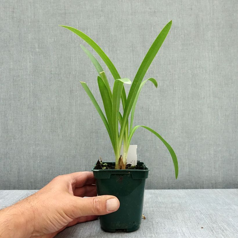 Ejemplar de Agapanto umbellatus Maceta de 7/8 cm entregado en verano