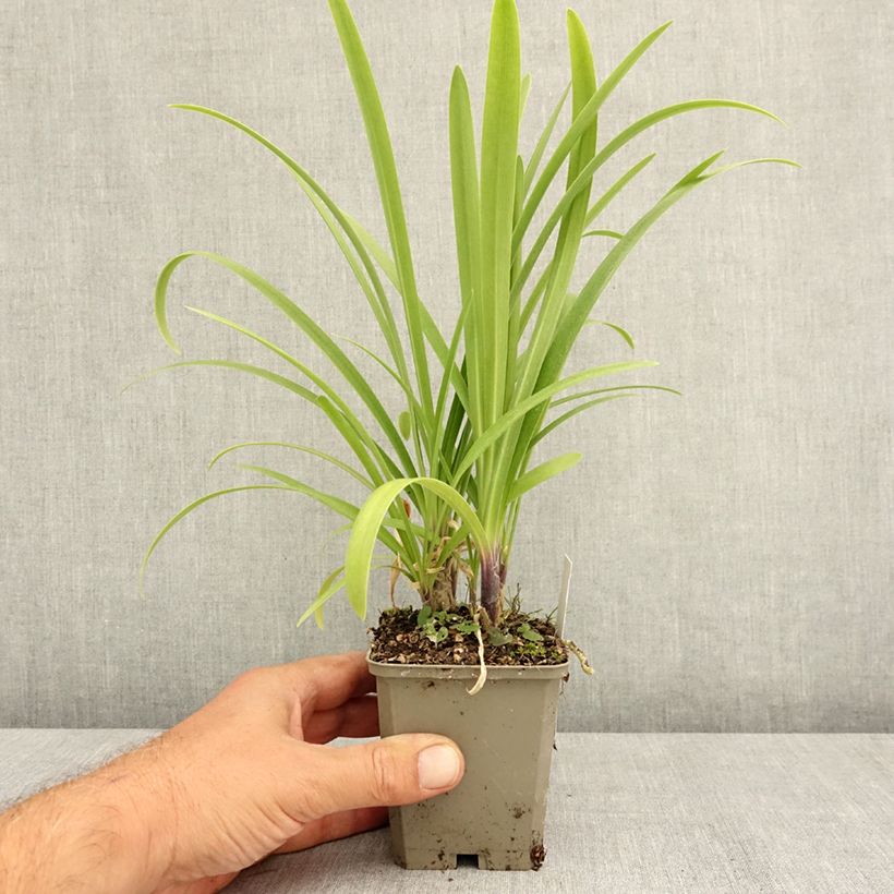 Ejemplar de Agapanto Vallée de la Loire Maceta de 8/9 cm entregado en verano