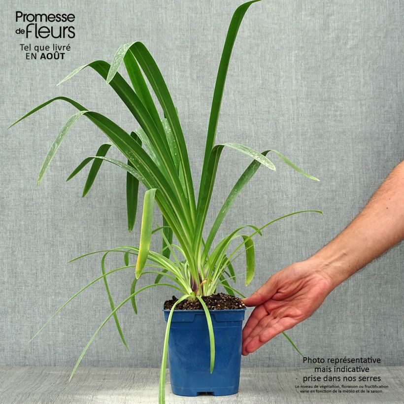 Ejemplar de Agapanto Vallée de la Loire Maceta 2L/3L entregado en verano