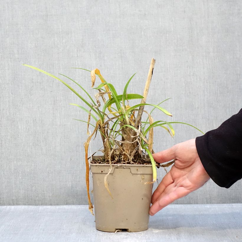 Agapanto Vallée de la Loire Maceta 2L/3L Ejemplar entregado en invierno