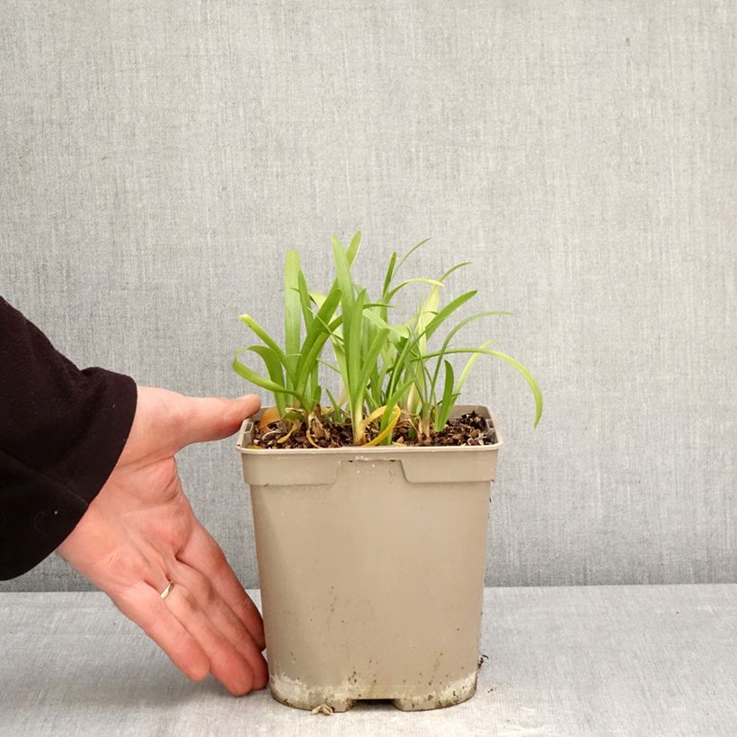 Agapanto Vallée de la Loire Maceta 2L/3L Ejemplar entregado en la primavera