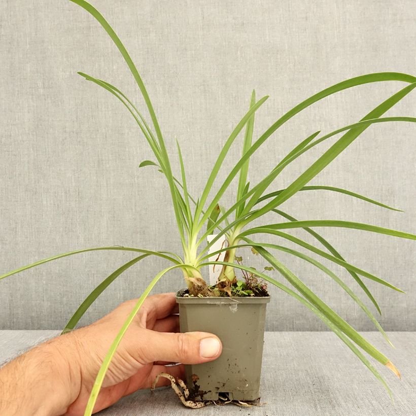 Ejemplar de Agapanto Vallée de la Sarthe Maceta de 8/9 cm entregado en verano