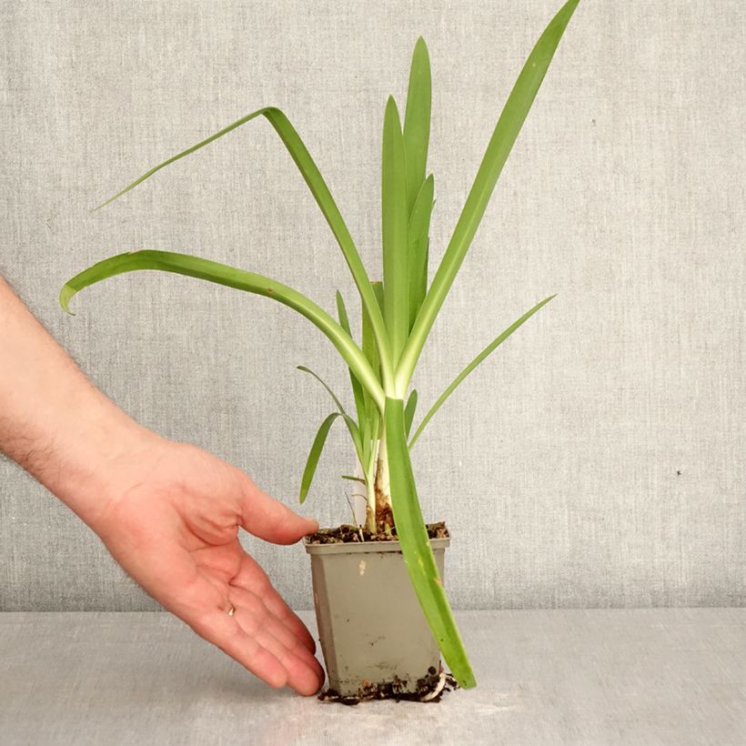 Agapanto Vallée de la Sarthe Maceta de 8/9 cm Ejemplar entregado en la primavera