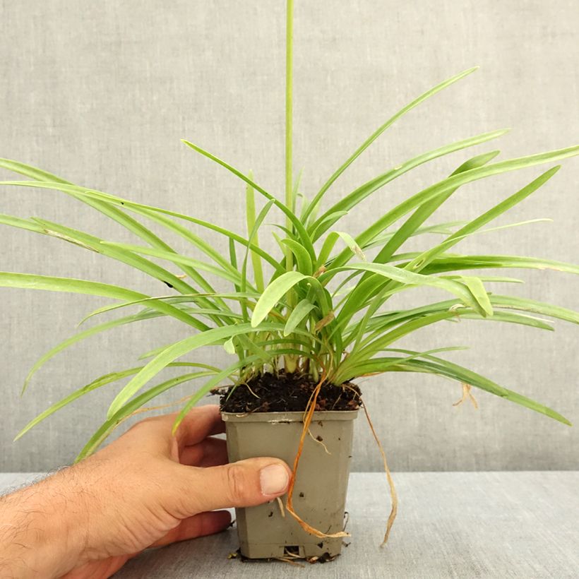 Ejemplar de Agapanto White Baby Maceta de 8/9 cm entregado en verano