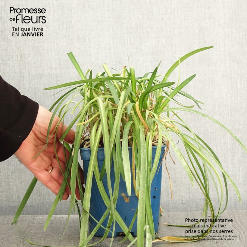 Agapanto White Baby Maceta 2L/3L Ejemplar entregado en invierno