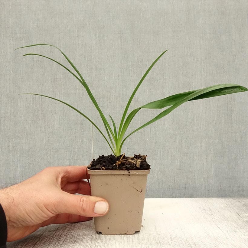 Ejemplar de Agapanto White Heaven Maceta de 8/9 cm entregado en otoño