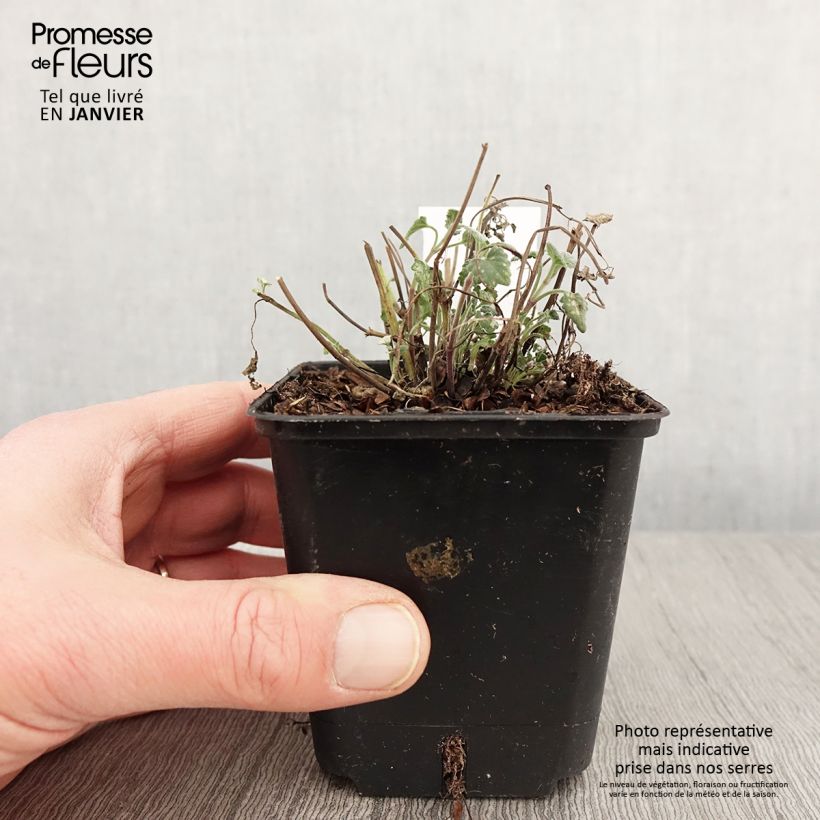 Agastache aurantiaca Apricot Sprite Maceta de 8/9 cm Ejemplar entregado en invierno