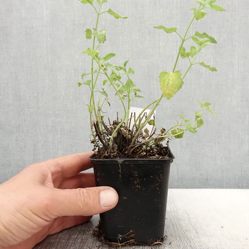 Agastache aurantiaca Apricot Sprite Maceta de 8/9 cm Ejemplar entregado en la primavera