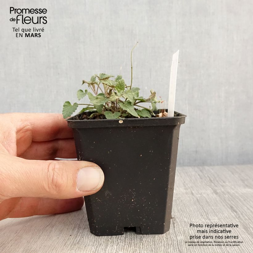 Agastache barberi Firebird Maceta de 8/9 cm Ejemplar entregado en la primavera