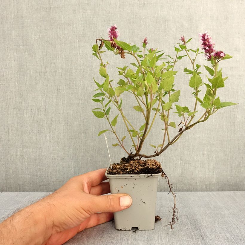 Ejemplar de Agastache Beelicious Pink Maceta de 7/8 cm entregado en verano