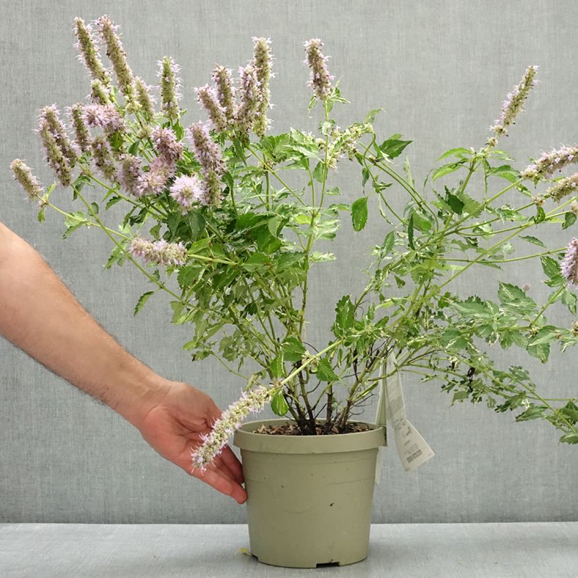 Ejemplar de Agastache Beelicious Pink Maceta 3L/4L entregado en verano