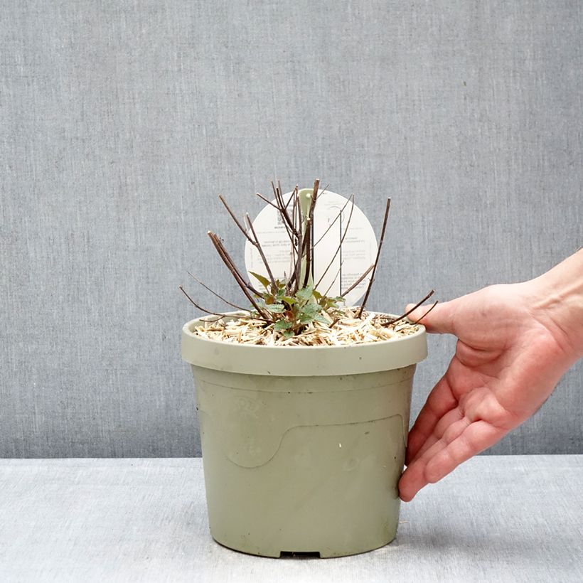 Agastache Beelicious Pink Maceta 3L/4L Ejemplar entregado en invierno