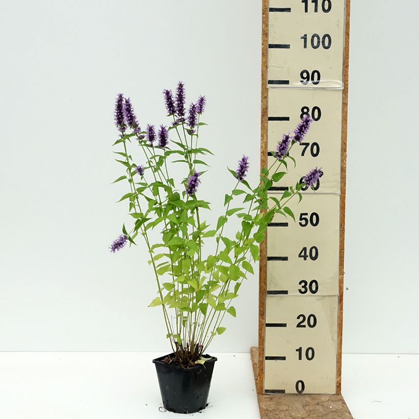 Ejemplar de Agastache foeniculum Black Adder Maceta 2L/3L entregado en verano