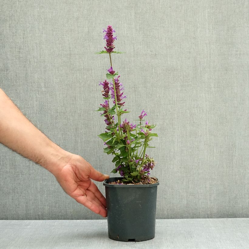Ejemplar de Agastache Blue Boa Maceta 2L/3L entregado en verano