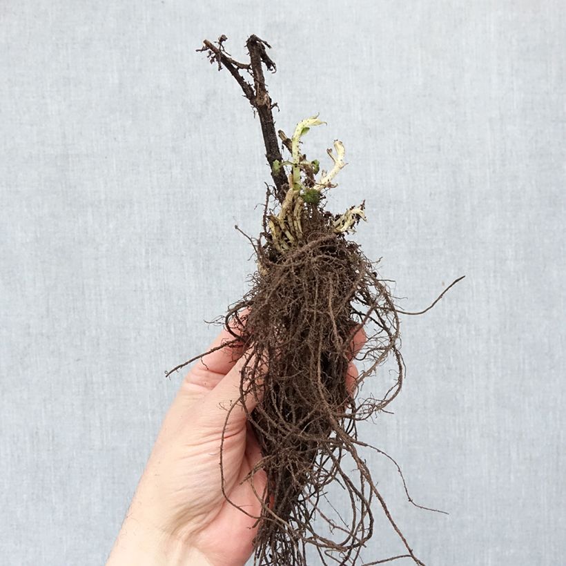 Agastache Blue Fortune Raíces desnudas Ejemplar entregado en invierno