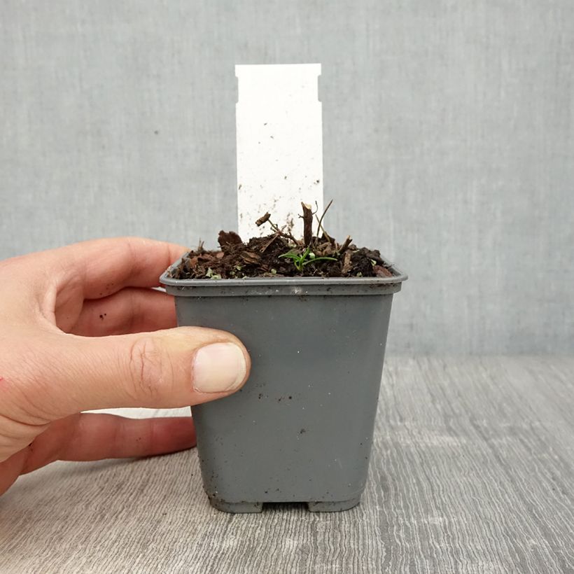 Agastache cana Maceta de 8/9 cm Ejemplar entregado en la primavera