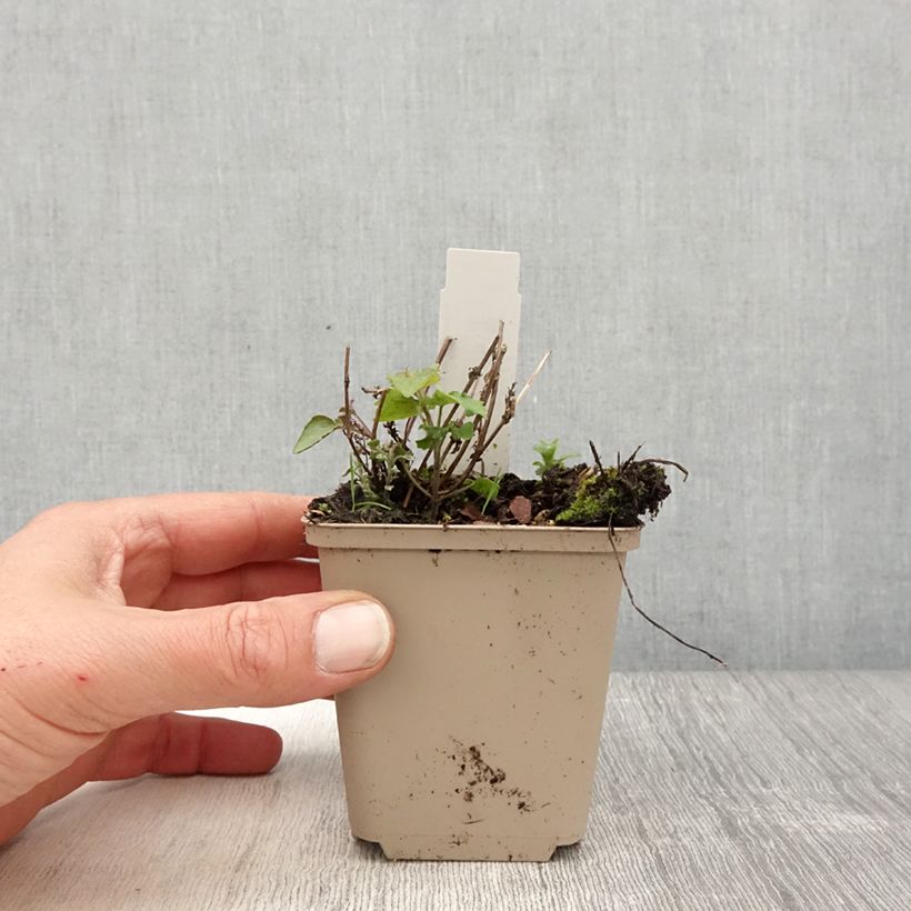 Agastache Crazy Fortune Maceta de 8/9 cm Ejemplar entregado en la primavera