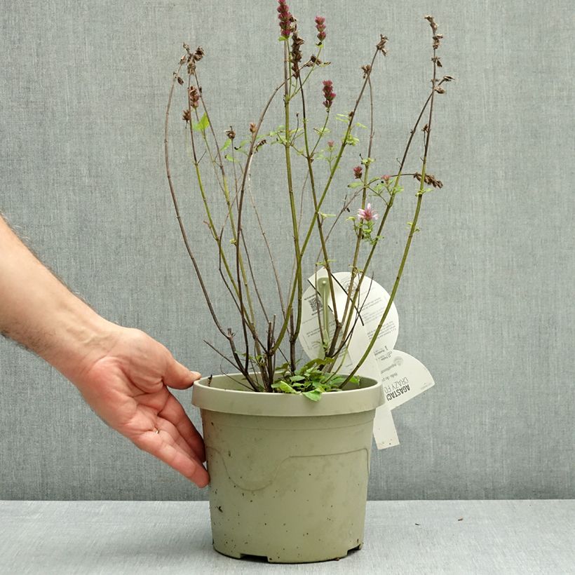 Ejemplar de Agastache Crazy Fortune Maceta 3L/4L entregado en otoño