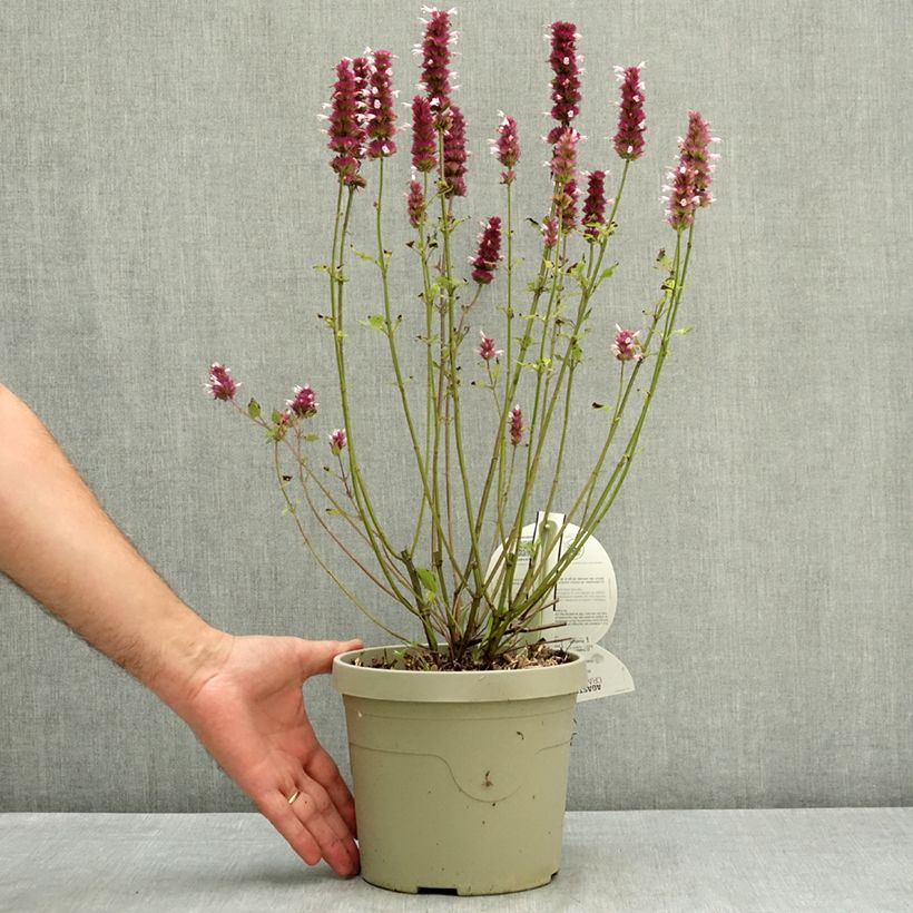 Ejemplar de Agastache Crazy Fortune Maceta 3L/4L entregado en verano