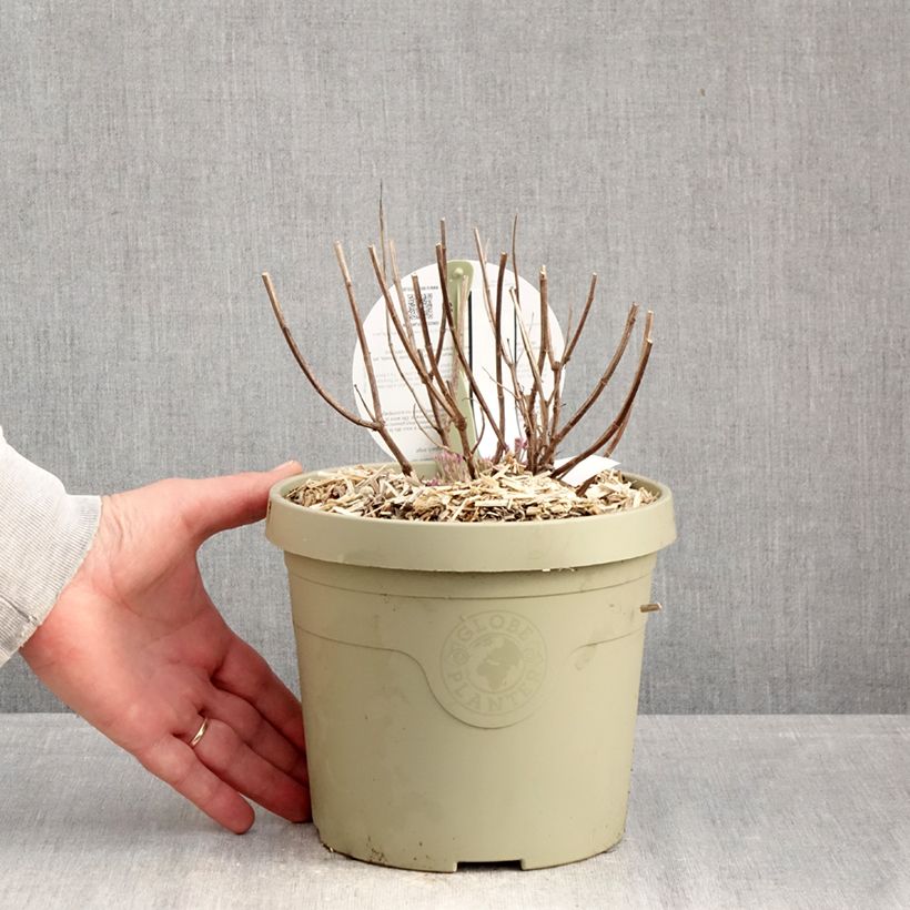 Agastache Crazy Fortune Maceta 3L/4L Ejemplar entregado en invierno